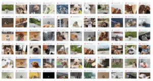 365 Viral Dog Videos