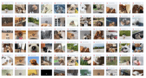 365 Viral Dog Videos